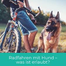 Radfahren Mit Hund Darf Man Das In 2020 Hunde Radfahren Hund Lauft