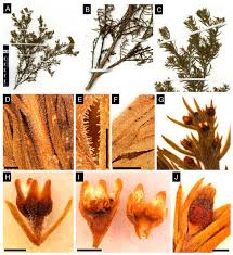 Image result for Osyridicarpos