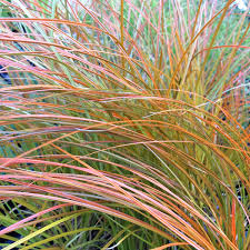 Über 80% neue produkte zum festpreis; Carex Testacea At Digging Dog Nursery