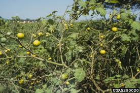 Image result for Solanum viarum