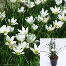 Image result for Zephyranthes candida