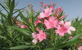 L'echinocactus ne résiste pas au gel. Laurier Rose Nerium Oleander Emblematique Arbuste Mediterraneen