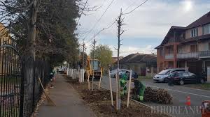 Tăierea pomilor pentru începători taieri la prun. Directia Tehnica Face Cum Vrea Ea In Dispret Fata De Propriul Regulament