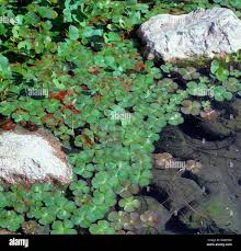 Image result for Marsilea macrocarpa