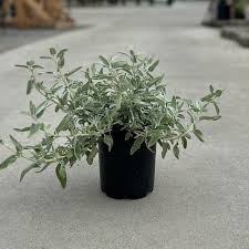 Image result for Salvia stenophylla