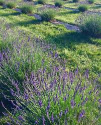 We did not find results for: Cutting Lavender Plant Care Seven Oaks Lavender Farm