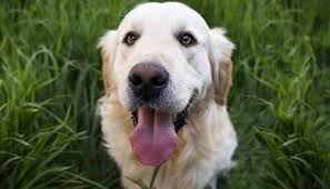 #350820 4 females and 6 males. Golden Retreiever Rescue Nj All Golden Retriever Rescues In New Jersey All Rescue
