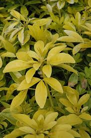 Maybe you would like to learn more about one of these? Sundance Mexican Mock Orange Choisya Ternata Sundance In Vancouver Victoria Burnaby Penticton Coquitlam British Columbia Bc At Gardenworks