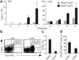 In order to evaluate the influence of ccr7 on cxcr4 function, we first tested the expression and functional response of the two receptors. Chemokine Receptor Ccr7 Guides T Cell Exit From Peripheral Tissues And Entry Into Afferent Lymphatics Nature Immunology