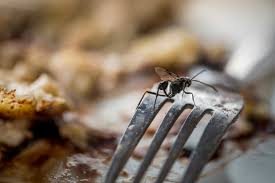 What are the signs you have a pest problem? Protect Your Restaurant Against Pests