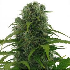 An easy strain to grow and highly recommended for beginner and novice growers. Northern Lights Autoflowering Strain Information Cannaconnection Com