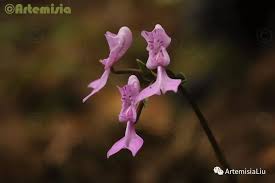 Image result for Disperis kilimanjarica