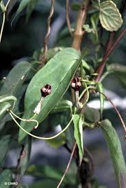 Image result for Ceropegia incana