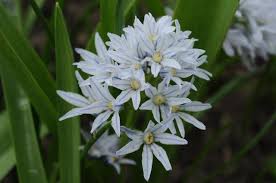 Image result for Bulbostylis pusilla