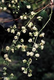 Image result for Tetracera