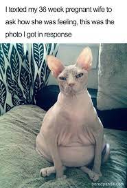 We did not find results for: 50 Of The Funniest Pregnancy Memes Ever Bored Panda