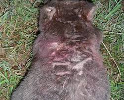 Image result for dead wombat