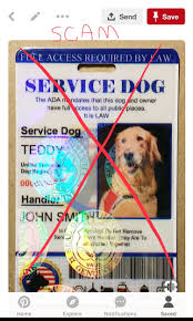 Pin By Emileemurphy On Yes With Images Service Dogs Gear Psychiatric Service Dog