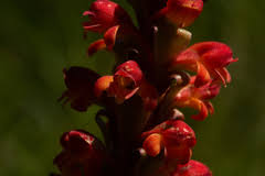 Image result for Satyrium sceptrum