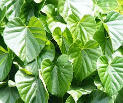 Untuk obat bisul setengah genggam daun dicuci dan digiling halus. Daftar Tanaman Obat Lengkap Beserta Gambar Dan Khasiatnya Bibitbunga Com