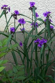 Check spelling or type a new query. Full Size Picture Of Virginia Spiderwort Widow S Tears Concord Grape Tradescantia X Andersoniana Vegetable Garden Design Shade Flowers Garden Design