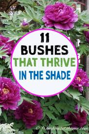 Foundation sites contain notoriously bad soil. Shade Loving Shrubs 11 Beautiful Bushes To Plant Under Trees Shade Loving Shrubs Shade Gard Plants Under Trees Shade Loving Shrubs Partial Shade Perennials