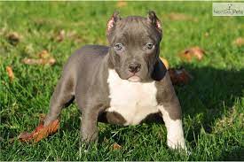 Pin On Pitbulls