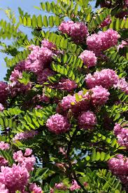 Image result for Robinia