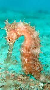 How To Set Up A Seahorse Aquarium An Immersive Guide By The Pet Supply Guy