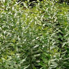 Image result for Myrica salicifolia