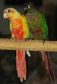 Green Cheek Conure Mutations Page 2 Parrot Forum