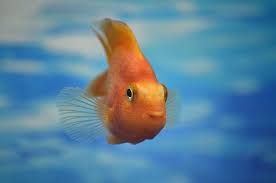 We did not find results for: All You Need To Know About Parrot Cichlid Fish Care Guide