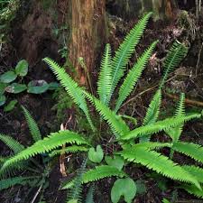Image result for Blechnum