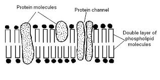 Often, other polymers such as lignin, suberin or cutin are anchored to or embedded in plant Cell Wall And Plasma Membrane India S United Public Service Commission