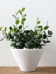 Learn how to help yours thrive! Xerosicyos Danguyi Silver Dollar Vine World Of Succulents
