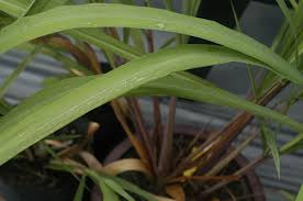 Image result for Cymbopogon nardus