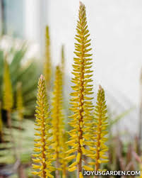 Aloe vera plants do love sunlight, however, too much direct exposure may turn their color brown. How To Care For An Aloe Vera Plant Joy Us Garden