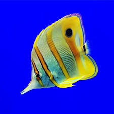Birch Aquarium At Scripps Institution Of Oceanography 2300 Expedition Way La Jolla Ca 92037 Pin On Things To See