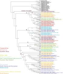 Image result for Isoetes schweinfurthii