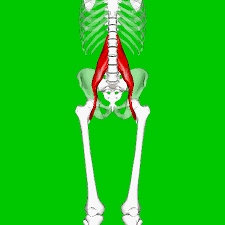The headstand yoga pose (sirsasana) helps remove the blockage in the heart, and it reduces tension by allowing good blood flow. What S So Special About Psoas