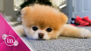 Eine kleine und flauschige hunderasse als alternative zu einem husky?! Trauer Um Boo Der Susseste Hund Der Welt Ist Tot Youtube