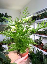 Image result for Pteris dentata