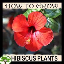 Hibiscus Rosa Sinensis Instructions To Grow Hibiscus Rosa Sinensis Hibiscus Plant Growing Hibiscus