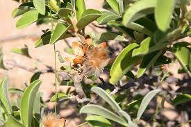 Image result for Ipomoea adenioides