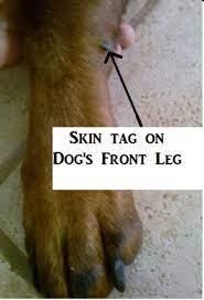 Very gently, pull straight upward, in a slow, steady motion. Facts About Skin Tags On Dogs Their Removal With Pictures Pethelpful