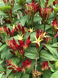 Image result for Spigelia