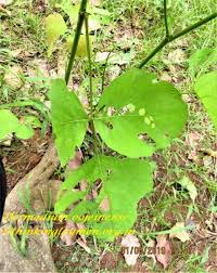 Image result for Dicliptera betonicoides