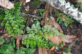 Image result for Asplenium uschiae