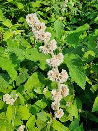 Image result for Cyathula