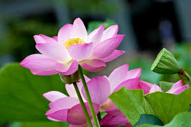 Check spelling or type a new query. Indian Flowers Of The Summer Season